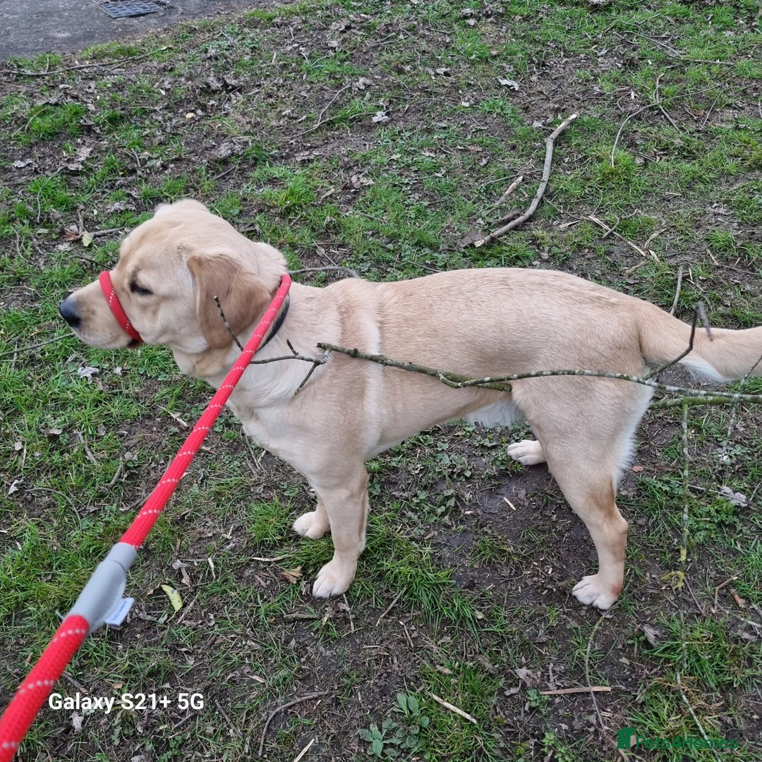 Goldador dogs for sale: Maggie 1 yr old labrador x golden retriever - Image 2