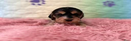Cocker Spaniel dogs for sale: Kc registered show cocker spaniels  - Advert 11