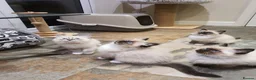Ragdoll cats for sale: Stunning GCCF Registered Ragdoll Kittens. - Advert 27