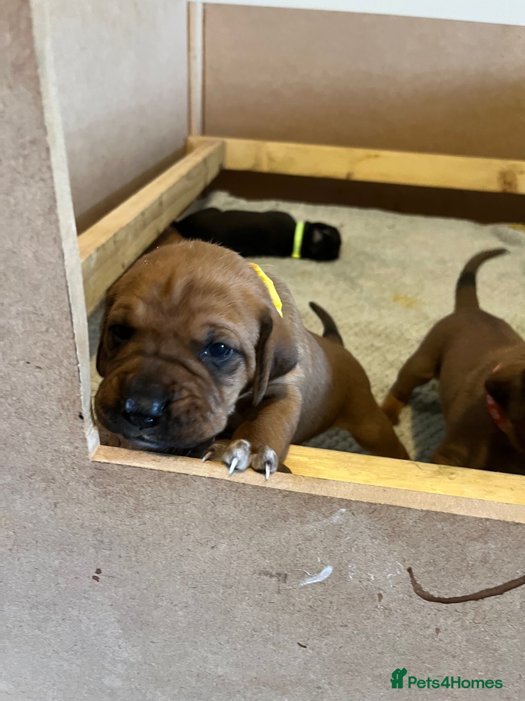 Mixed Breed dogs for sale: Boxsla (Boxer/Vizsla)  - Image 7