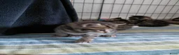 Mixed Breed cats for sale: 4 gorgeous female kittens! in Morpeth - Advert 8