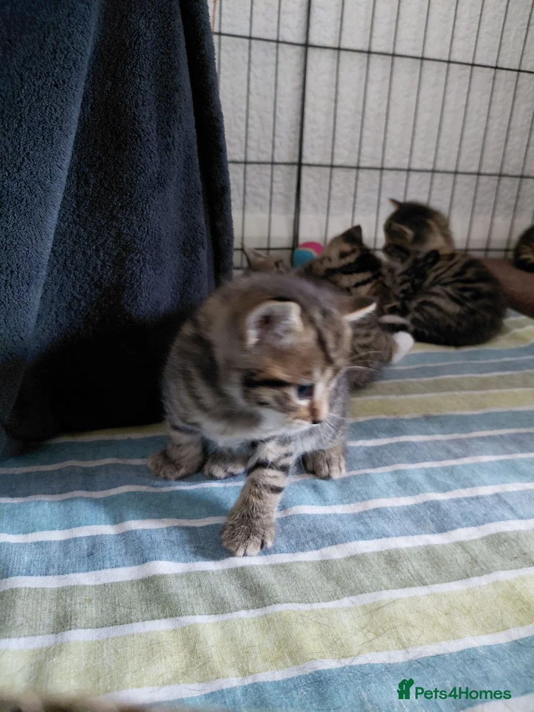 Mixed Breed cats for sale: 4 gorgeous female kittens! in Morpeth - Advert 8