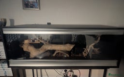 Rat Snake reptiles for sale: Black Rat Snake and 4ft Set Up - Image 6
