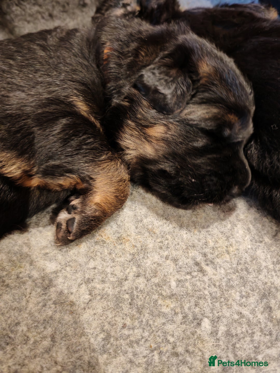 German Shepherd dogs for sale: Long coat German Shepherd puppies  - Image 12