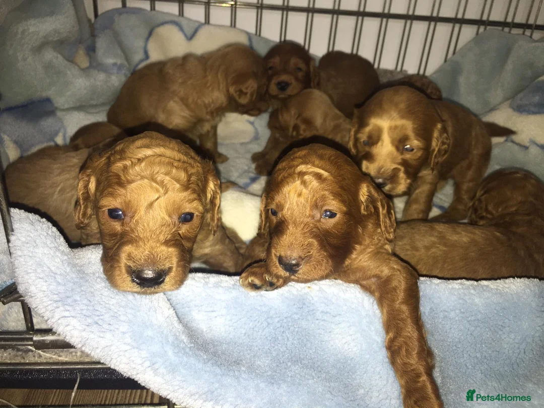 Miniature Poodle dogs for stud: Miniature Poodle - Advert 5