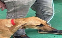 Mixed Breed dogs for adoption: Loveable Cher, is 5 months old - Image 13