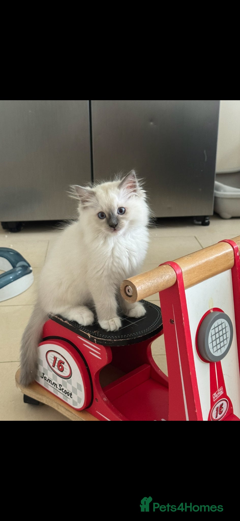 Ragdoll cats adorable  kittens ready to go home 28th April  - Advert 13