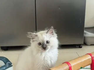 Ragdoll cats adorable kittens ready to go home 28th April - Advert 13