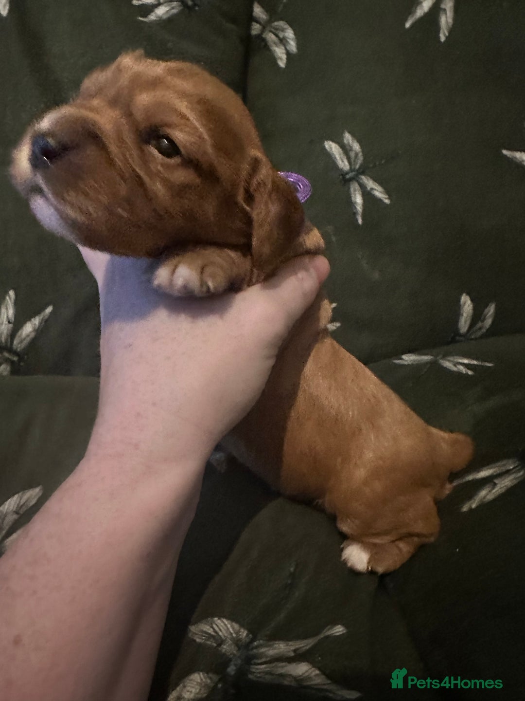 Cockalier dogs for sale: Cockalier puppies  - Advert 28