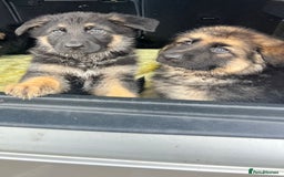 German Shepherd dogs for sale: German Shepherds. 2 left to go.. - Image 3