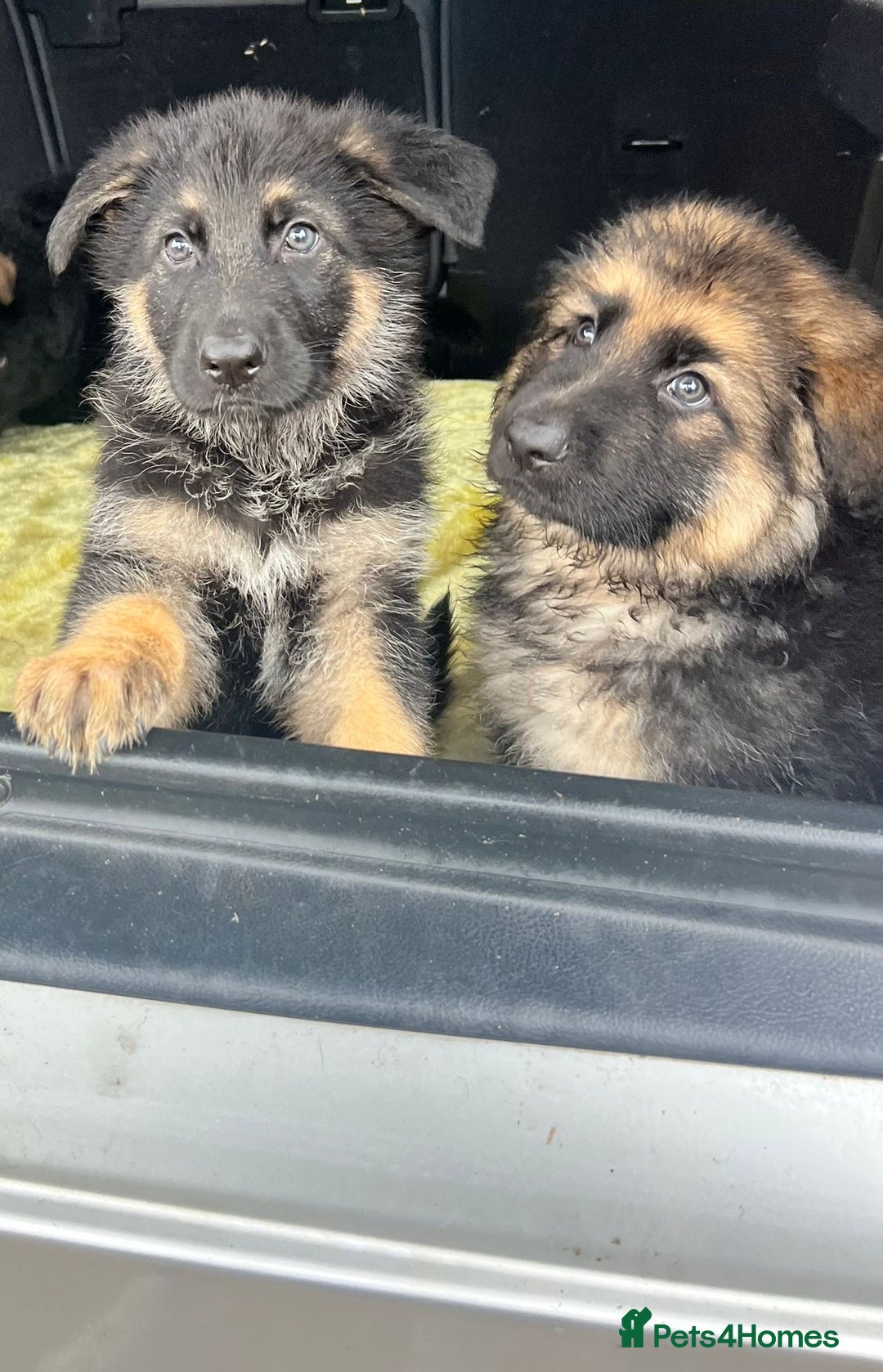 German Shepherd dogs for sale: German Shepherds. 2 left to go.. - Image 3