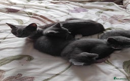 Mixed Breed cats for sale: Mixed Breed kittens for sale  - Image 13
