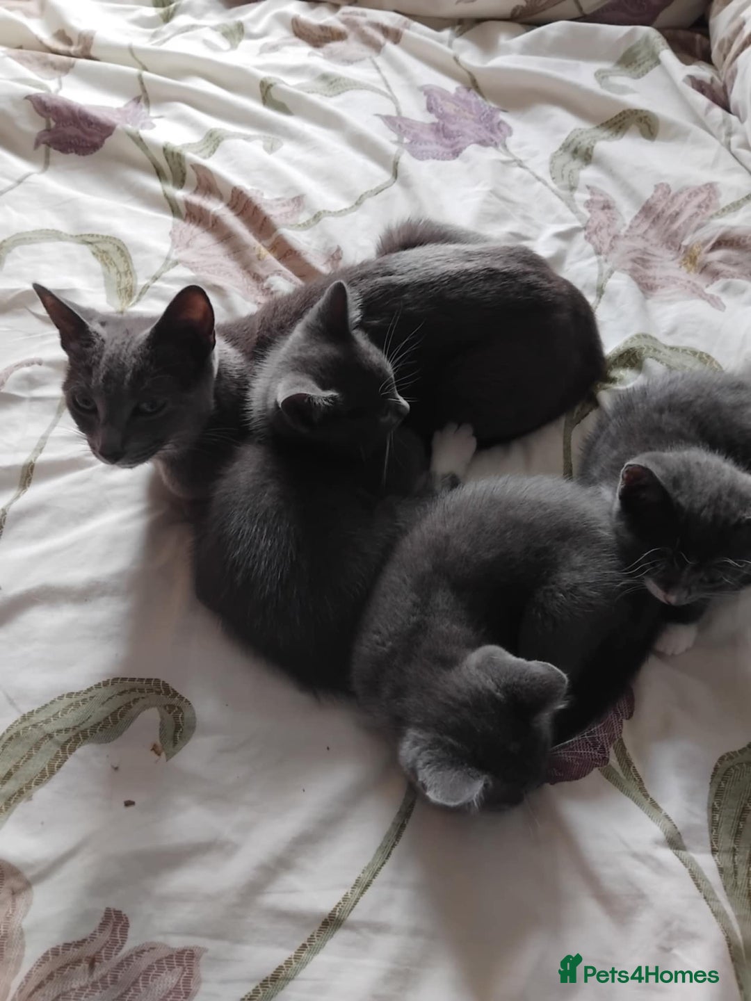 Mixed Breed cats for sale: Mixed Breed kittens for sale  - Image 13