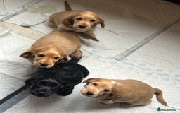 Cocker Spaniel dogs for sale: LAST 3 GIRLS ⭐️⭐️⭐️⭐️⭐️CH BLOODLINES  - Image 25