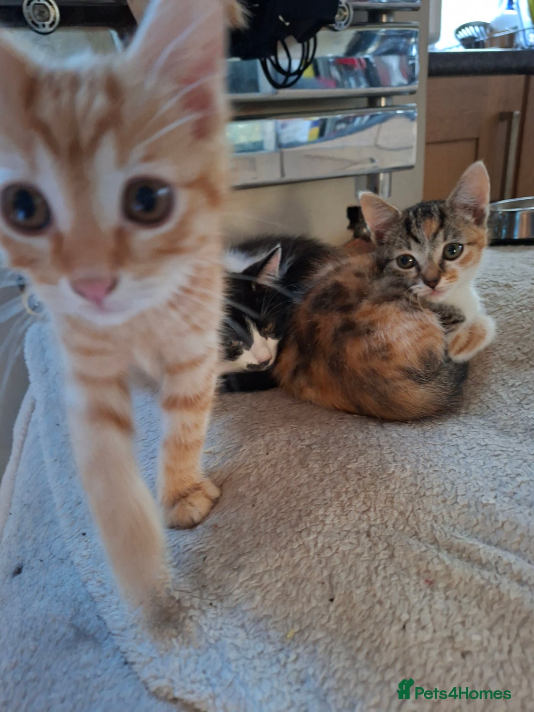 Mixed Breed cats for sale: 2 gorgeous kittens - Image 6