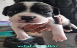 Mixed Breed dogs for sale: BULLDOG TERRIER - Advert 4