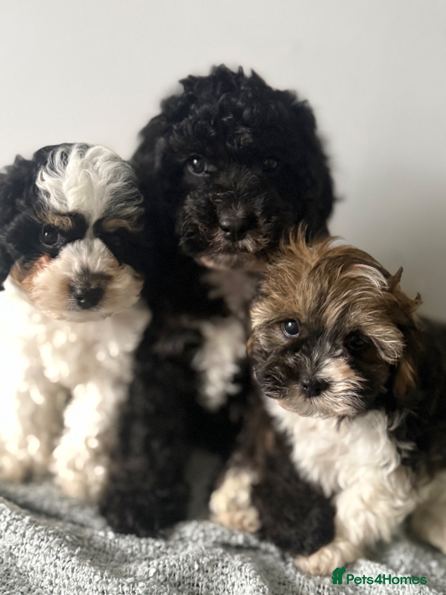 Cavapoo dogs F1B Cavapoo Puppies for Sale 🐶 3 Boys Left!!  - Advert 4