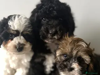 Cavapoo dogs F1B Cavapoo Puppies for Sale 🐶 3 Boys Left!! - Advert 4