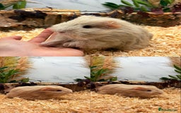 Guinea Pig rodents for sale: ✨Baby Guinea Pigs Available Girls ✨💗 - Image 8