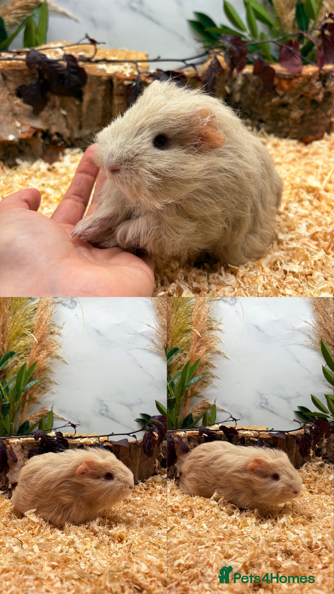 Guinea Pig rodents for sale: ✨Baby Guinea Pigs Available Girls ✨💗 - Image 8