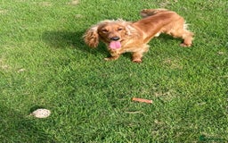 Cocker Spaniel dogs for stud: Working Cocker Spaniel in Bridgend - Image 8