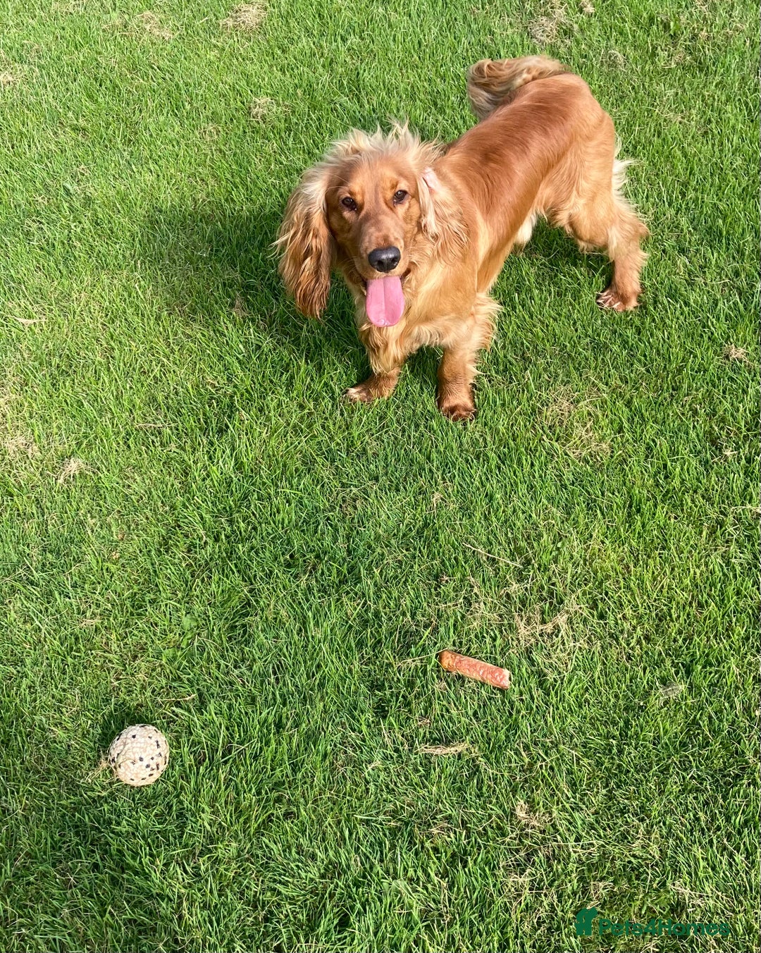 Cocker Spaniel dogs for stud: Working Cocker Spaniel in Bridgend - Image 8