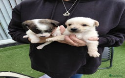 Jackapoo dogs for sale: Stunning Litter F1 JACKAPOO + Big Puppy Pack  - Image 15
