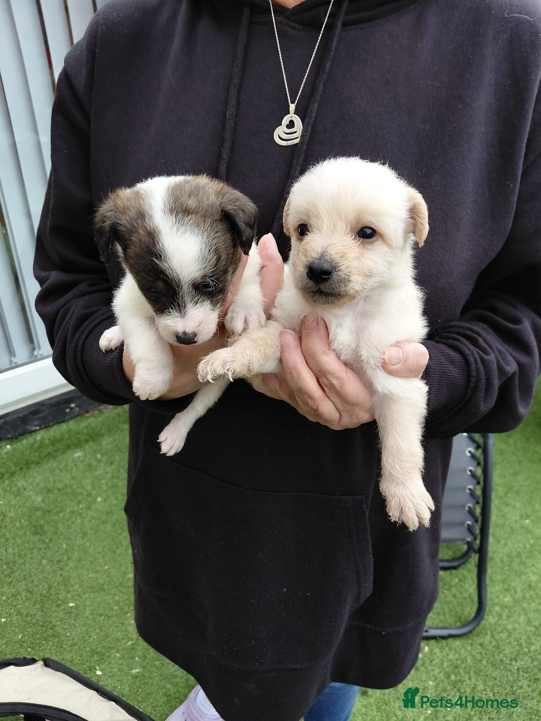 Jackapoo dogs for sale: Stunning Litter F1 JACKAPOO + Big Puppy Pack  - Image 15