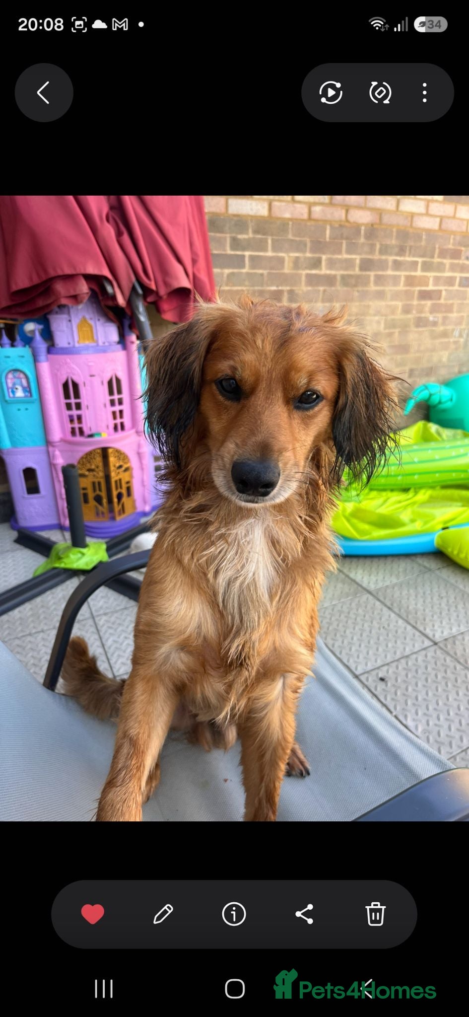 Cocker Spaniel dogs 1 year old male spaniel dog  - Advert 1