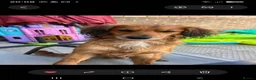 Cocker Spaniel dogs for sale: 1 year old male spaniel dog  in Corby - Advert 1