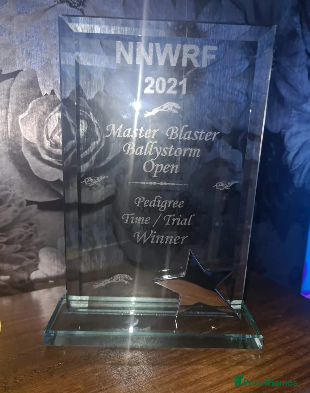 Whippet dogs for stud: Small 19",heart test clear,Full Blue Kc reg stud in Bishop Auckland - Advert 9