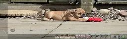 English Bulldog dogs for sale: English bulldog puppies  - Advert 10