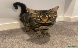Bengal cats for sale: Urgent rehoming for bengal cat - Advert 4