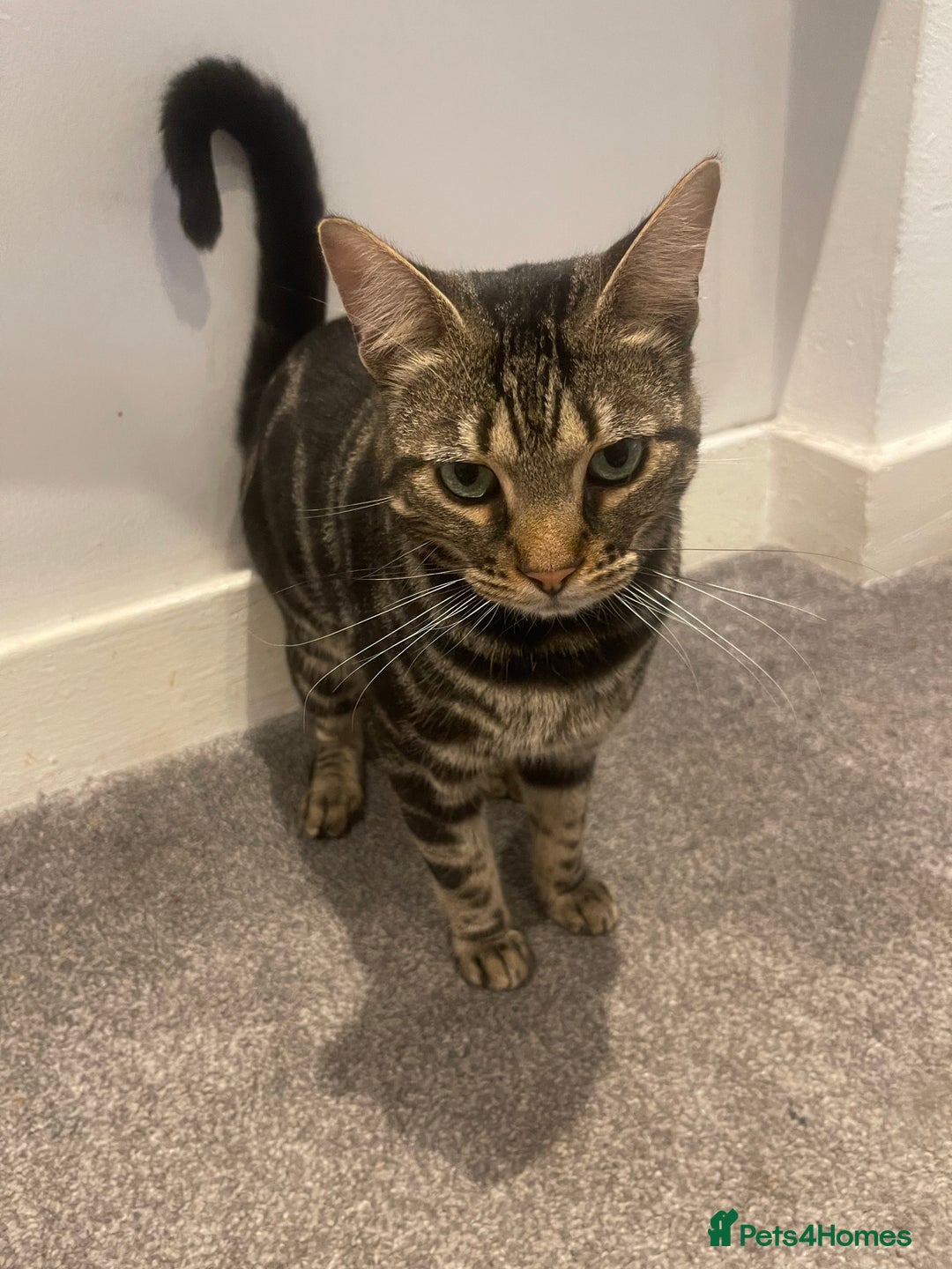 Bengal cats for sale: Urgent rehoming for bengal cat - Advert 4