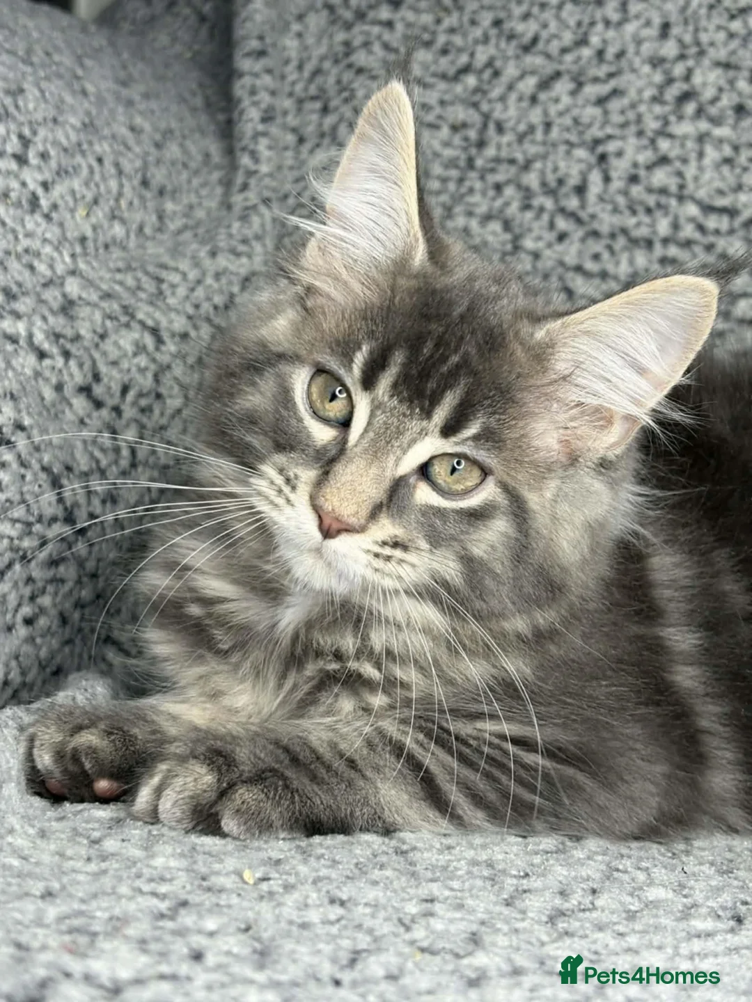 Maine Coon cats for sale: GCCF Registered Maine Coon Boys.  in Wednesbury - Advert 9