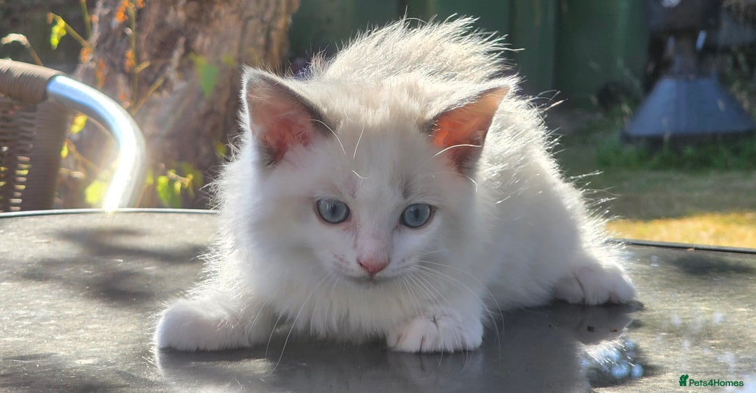 Ragdoll cats for sale: GCCF REGISTERED RAGDOLL KITTENS - Image 18