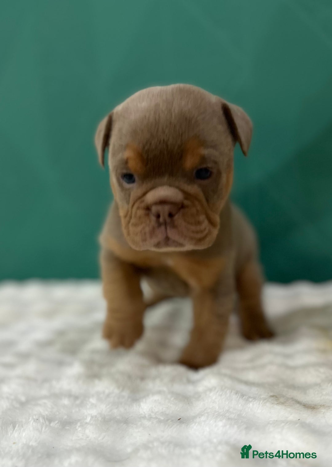 Old Tyme Bulldog dogs for sale: 5 Gorgeous olde bulldogs  - Advert 5