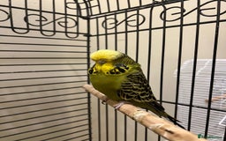 Budgerigars birds for sale: Exhibition yellow face male and breeder female - Image 1