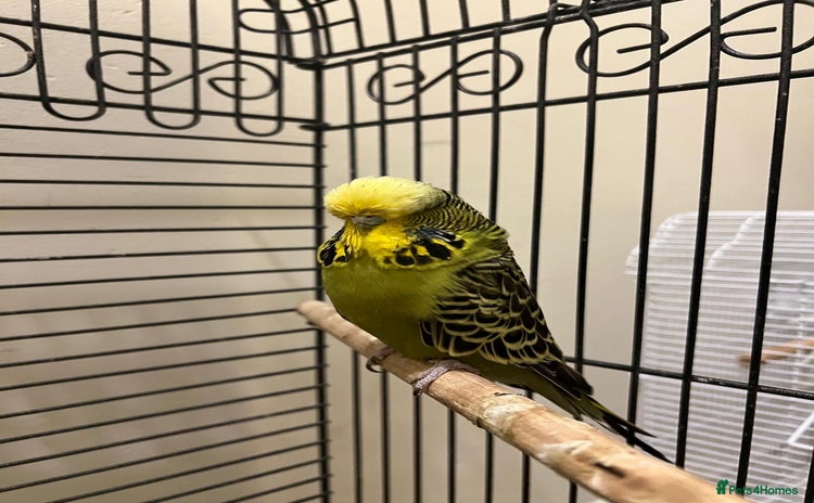 Budgerigars birds - Advert 1