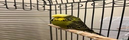 Budgerigars birds for sale: Exhibition yellow face male and breeder female - Advert 1