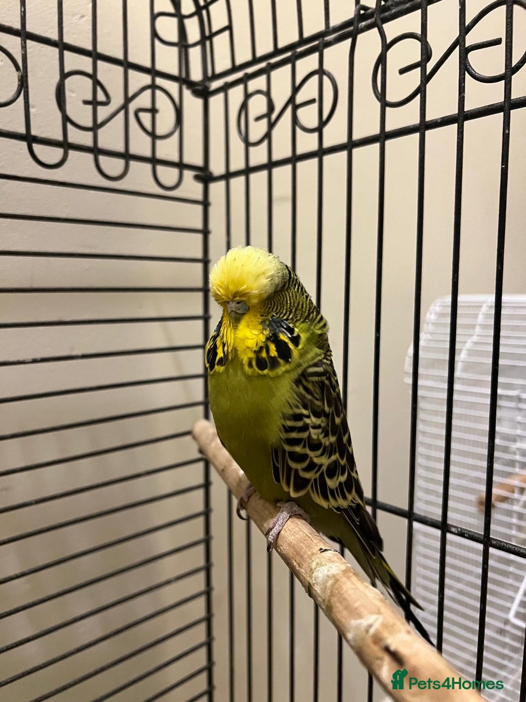 Budgerigars birds for sale: Exhibition yellow face male and breeder female - Image 1