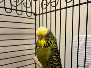 Budgerigars birds - Advert 13