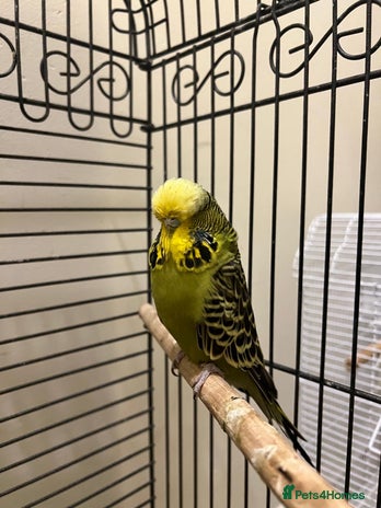 Budgerigars birds - Advert 1