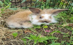 Mini Lion Lop rabbits for sale: Male mini lion lop - Image 8