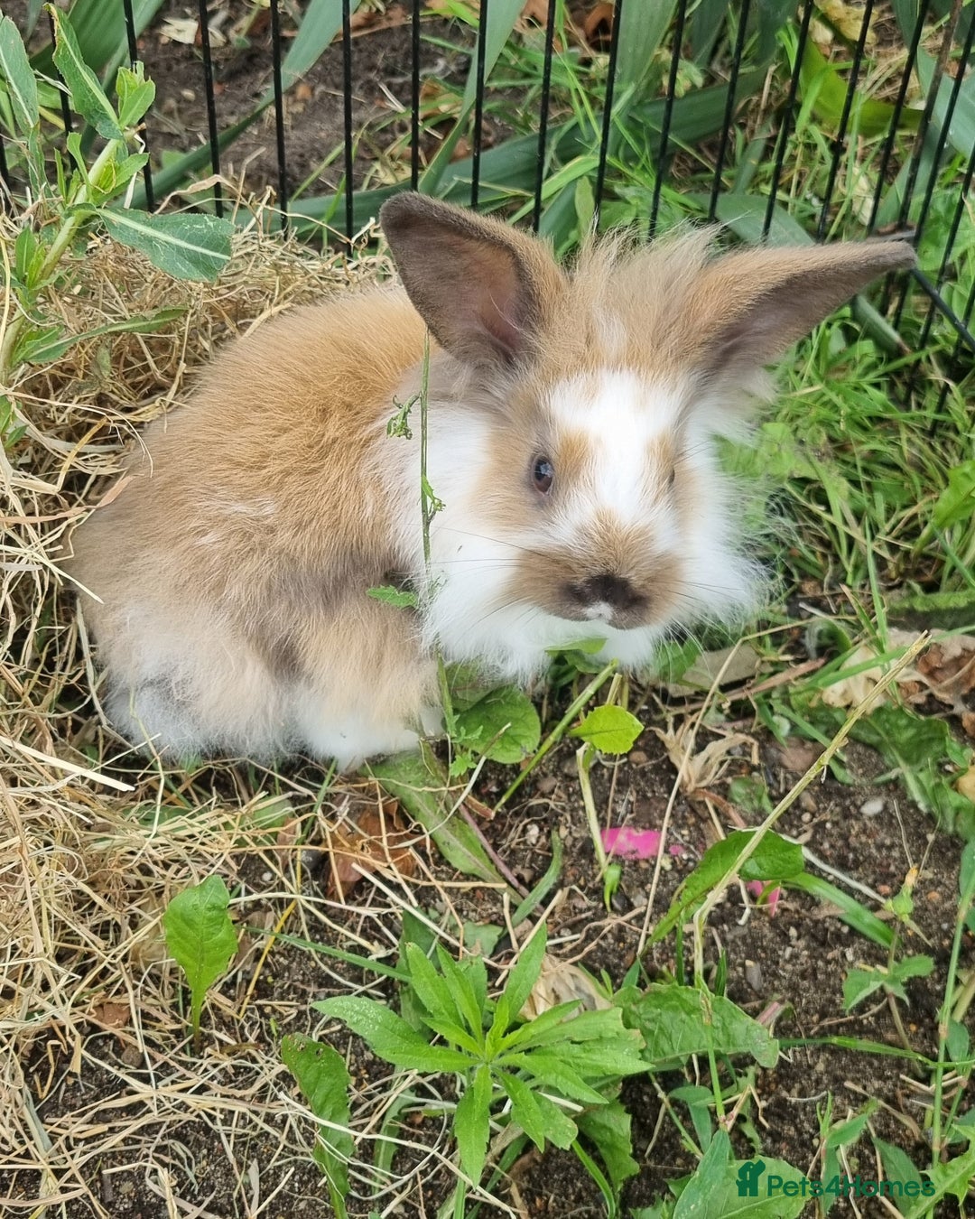 Mini Lion Lop rabbits for sale: Male mini lion lop - Image 8