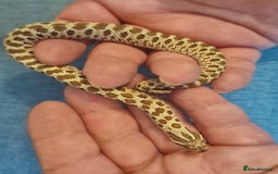 Snake reptiles for sale: CB 2025 Western Hognose snakes - Image 2