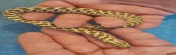 Snake reptiles for sale: CB 2025 Western Hognose snakes - Advert 2