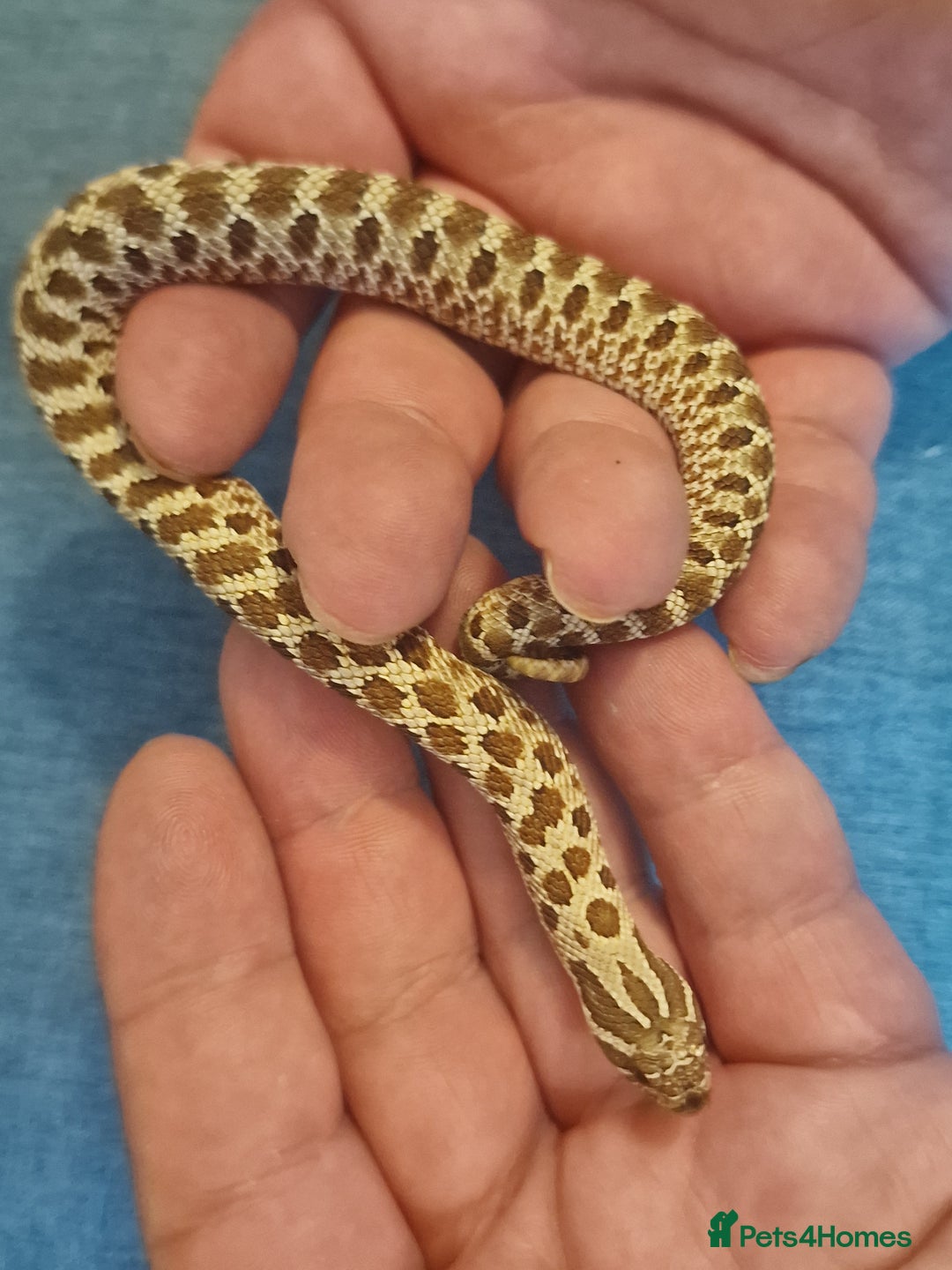 Snake reptiles for sale: CB 2025 Western Hognose snakes - Image 2
