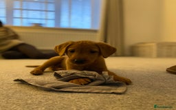 Labrador Retriever dogs for sale: Fox Red Labrador Retriever Male - Image 2