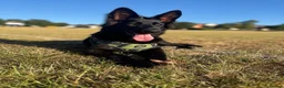 German Shepherd dogs for sale: German Shepherd bitch for sale  - Advert 10